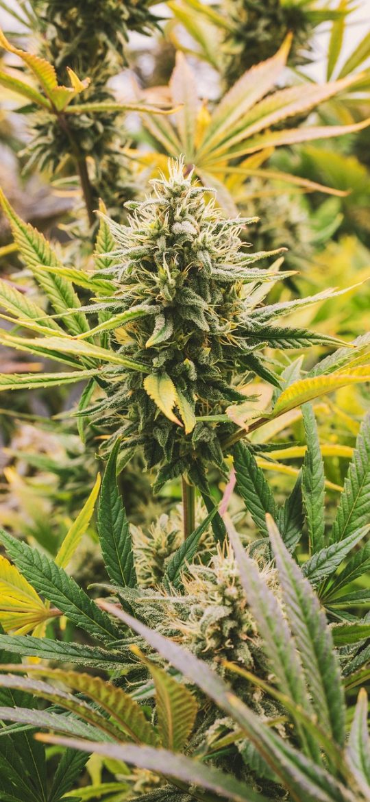 维普查重 App 首页界面，中央是拖拽上传文档的区域，下方列出最近一次检测的重复率数字与时间，整体暖橙色点缀